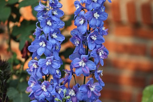 larkspur  blue  flower