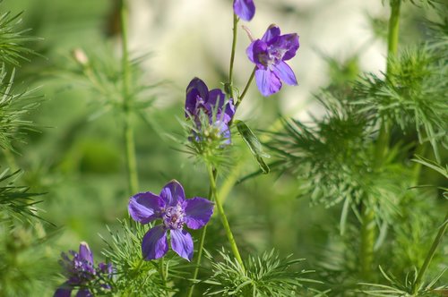 larkspur  bloom  summer