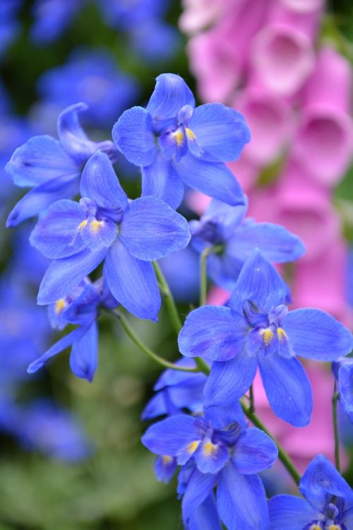 larkspur flowers blossom