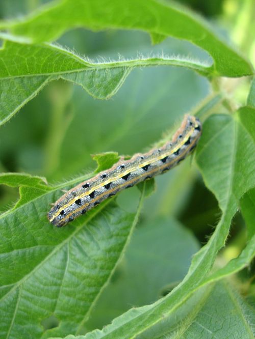 larva lepidoptera worm