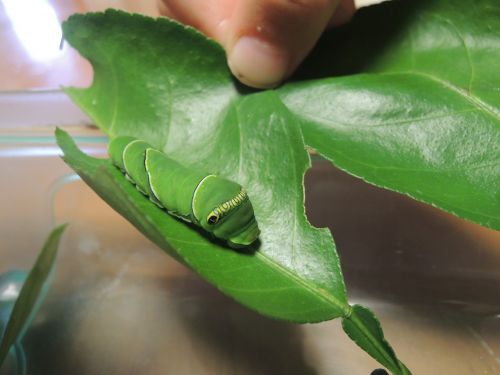 larva papilio rearing