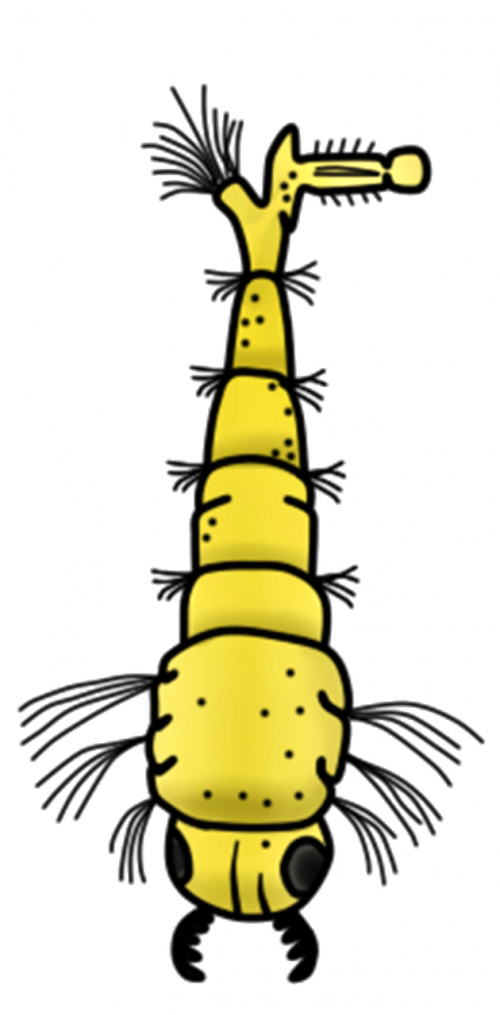 larva aedes aegypti earthworm