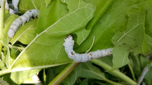 larva silkworm mulberry