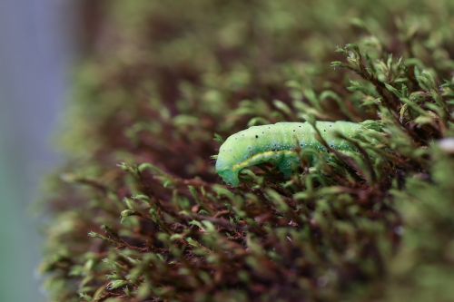 larva caterpillar nature