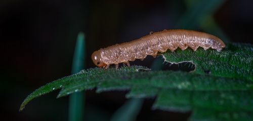 larva caterpillar insect