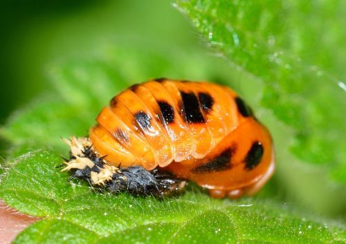 larva beetles ladybug