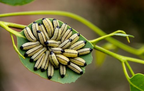 larvae yellow black