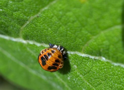 larvae ladybird insect