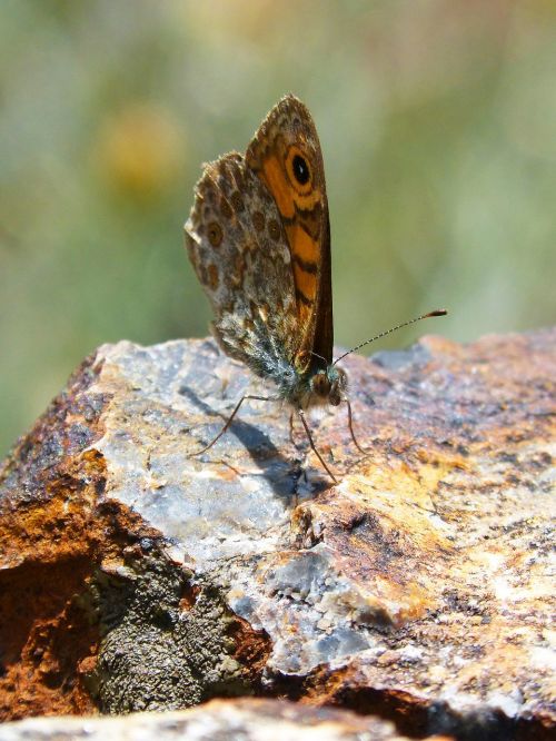 lasiommata megera butterfly saltacercas butterfly