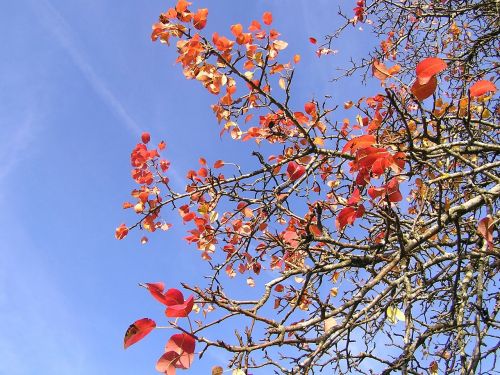 last red leaves