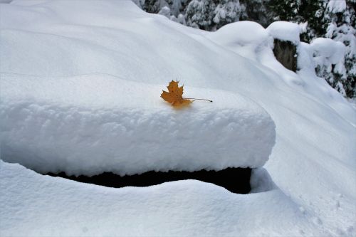 last maple leaf beauty