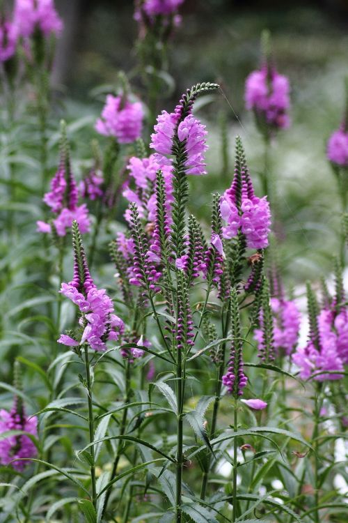 last blossom flowers purple