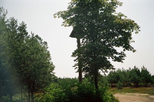 Janowskie Forests, Beech