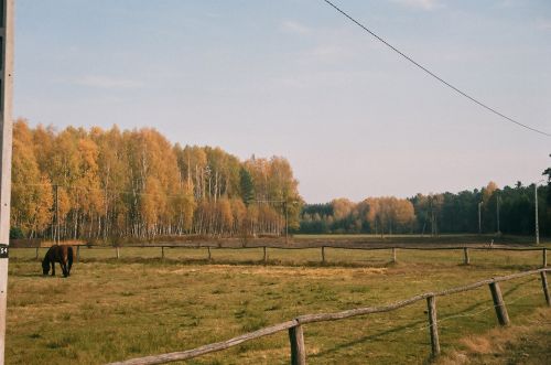 Janowskie Woods, Gwizdow