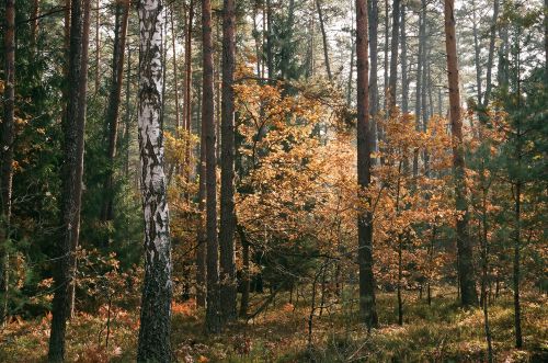 Forests Janowskie, Maliniec