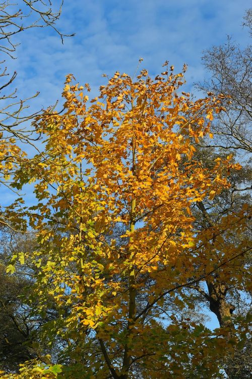 late autumn chestnut tree colorful
