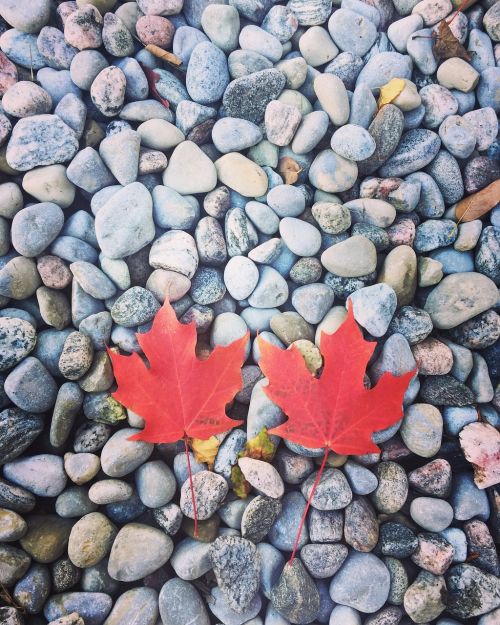 late autumn red leaves stone