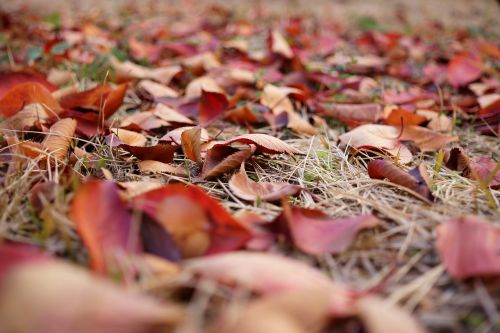 late autumn leaves backyard