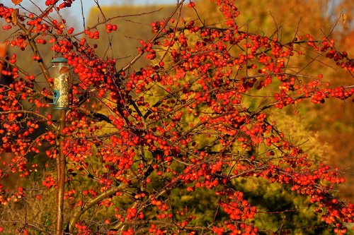 late autumn  berry red  bird seed