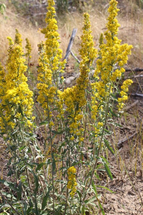 Late Goldenrod Yellow Flower