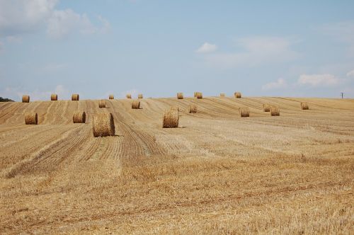 late summer harvest hay bales