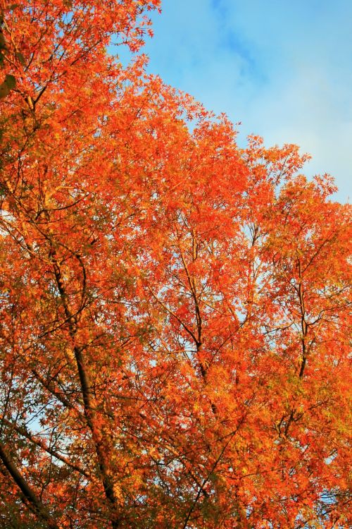 Late Sun On Autumn Tree