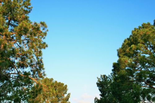 Late Sun On Pine Trees