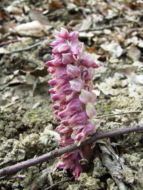 lathraea squamaria orchid parasitic