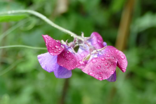 lathyrus flower plant