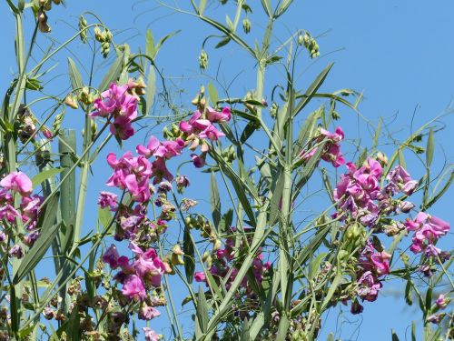 lathyrus tuberosus blossom bloom