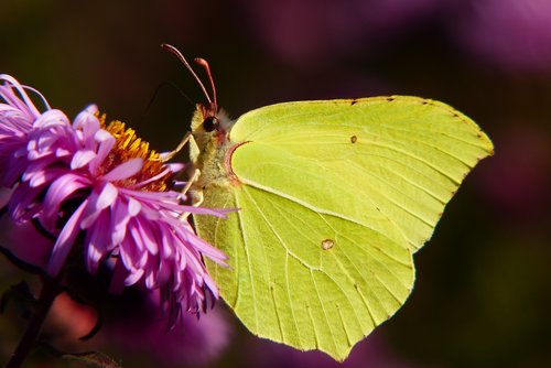 latolistek sulphur butterfly  insect  butterfly day
