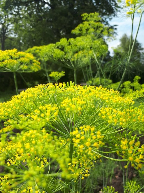 latvia  dill  food