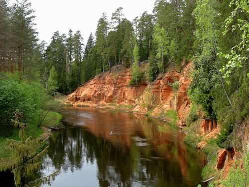 latvia forest trees