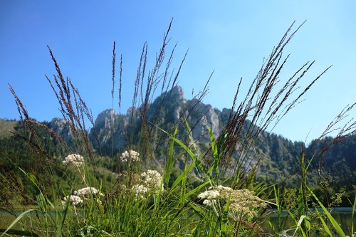 laudachsee  plumes  vegetation
