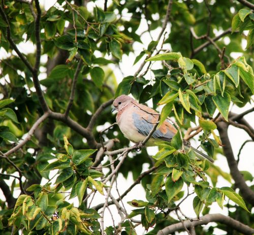 Laughing Dove In A Tree