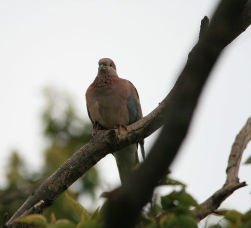 Laughing Dove On A High Branch