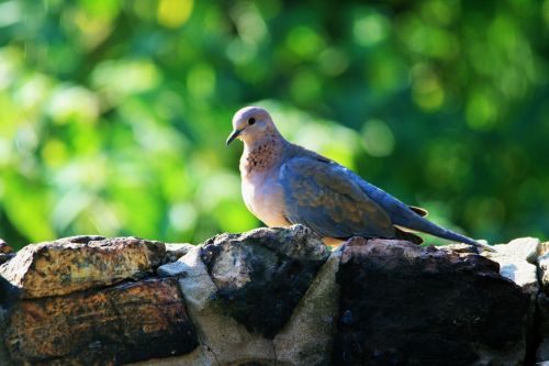 Laughing Dove On A Wall