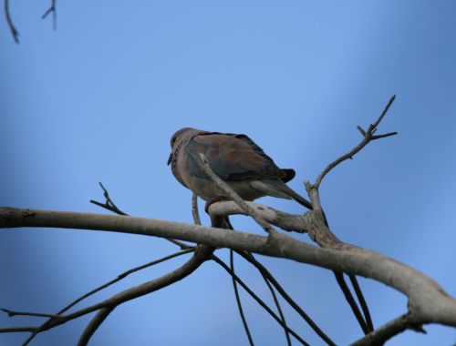 Laughing Dove On Branch