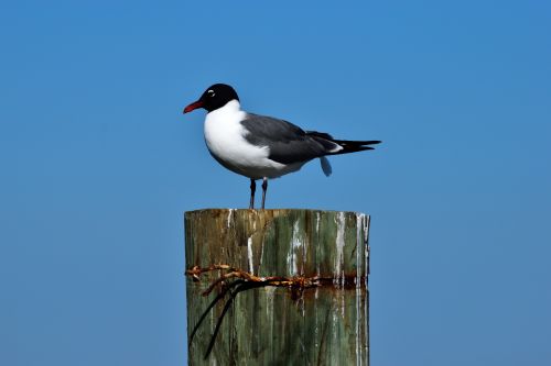 Laughing Gull