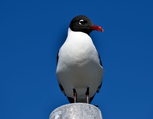 Laughing Gull