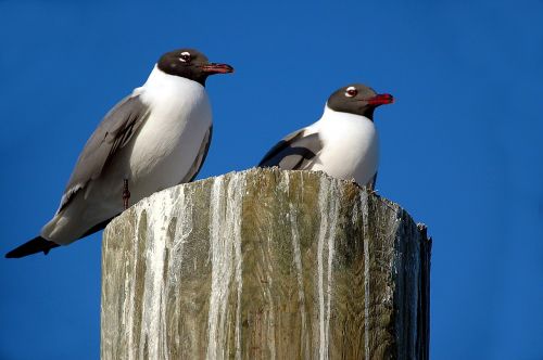 laughing gull seagull bird