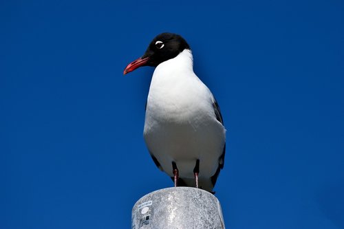 laughing gull  bird  avian