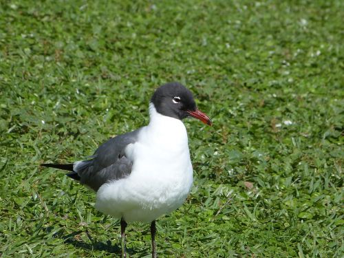 laughing gull bird watching bird