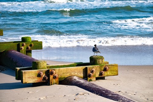 laughing gull  beach  pipeline