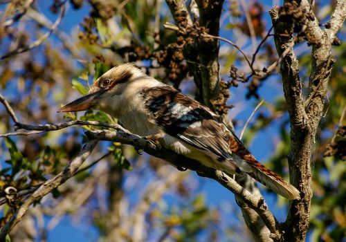 laughing kookaburra kookaburra bird