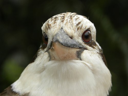 laughing kookaburra  dacelo novaeguineae  carnivore