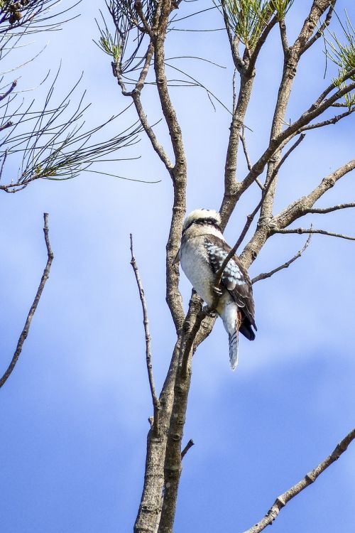 laughing kookaburra dacelo novaeguineae halcyonidae