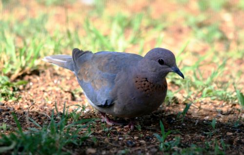 Laughing Dove Looking Alert
