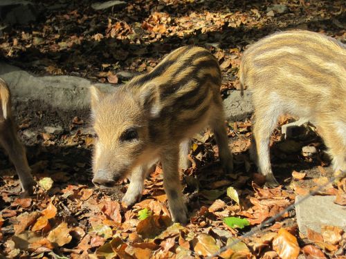 launchy boar young animal