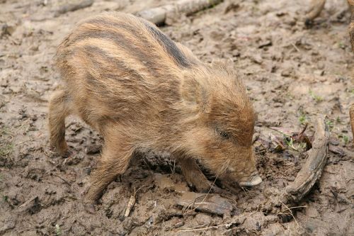 launchy boar wild boar